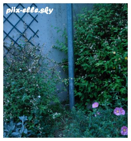 Piix -- j'adore cette endroit !